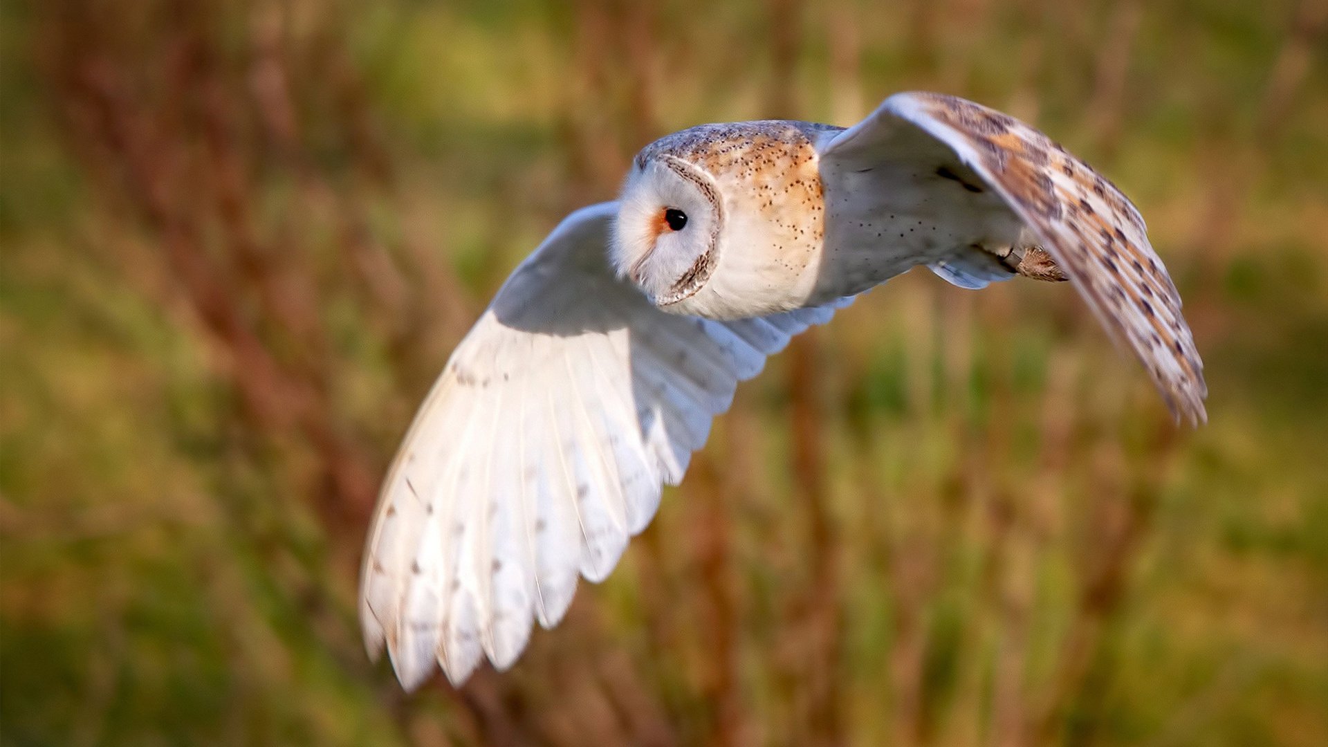 新王加冕,旧神未老,2026世界杯的冰与火之歌