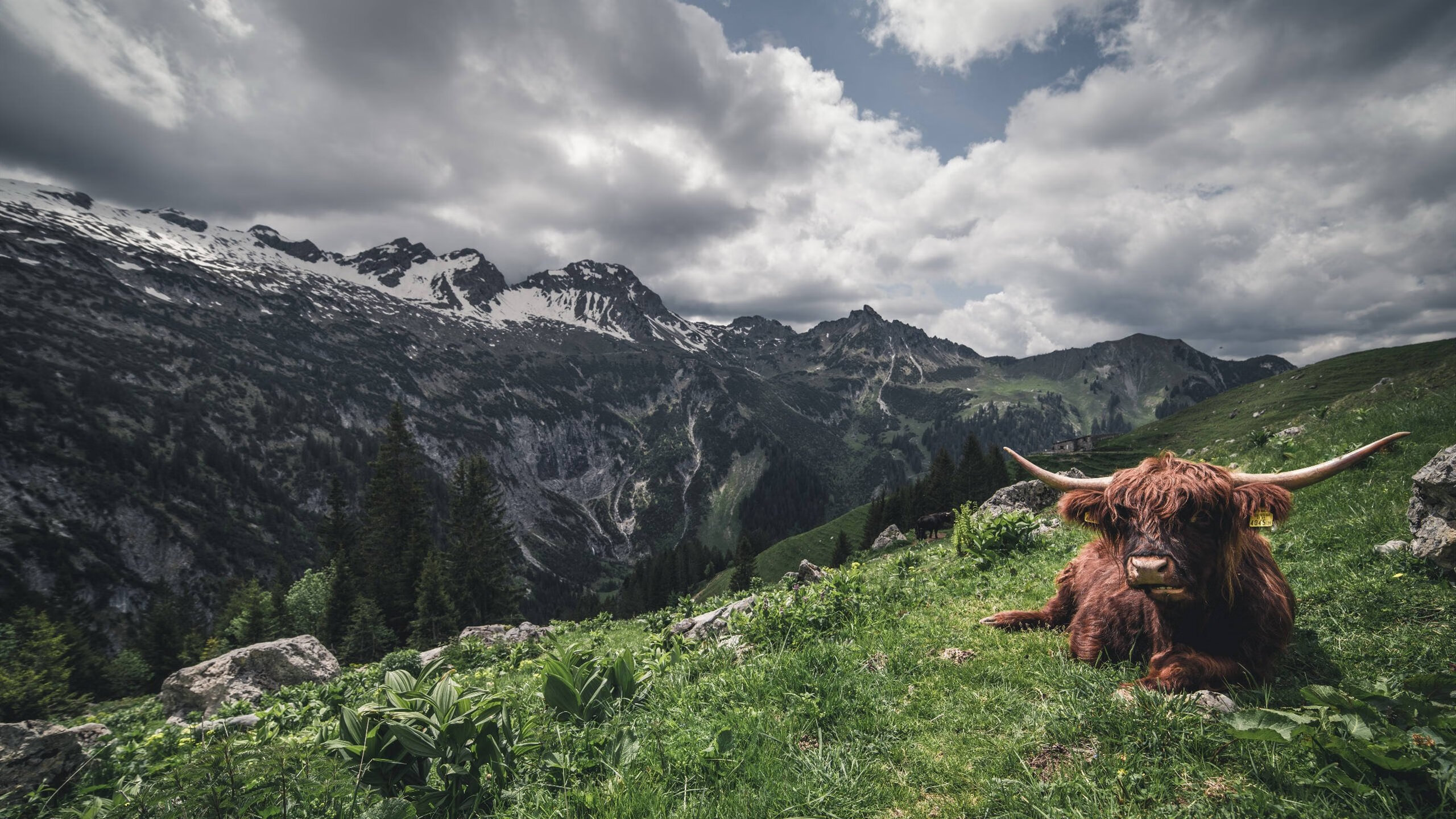 三核心溃败！掘金用团队篮球让热火蒙羞，拉文崭露新关键先生风范