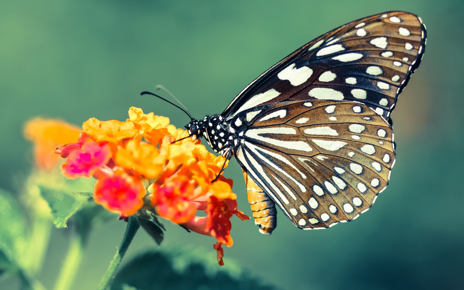 迪巴拉节奏完全掌控,马德里竞技轻取洪都拉斯展现战术大师风范