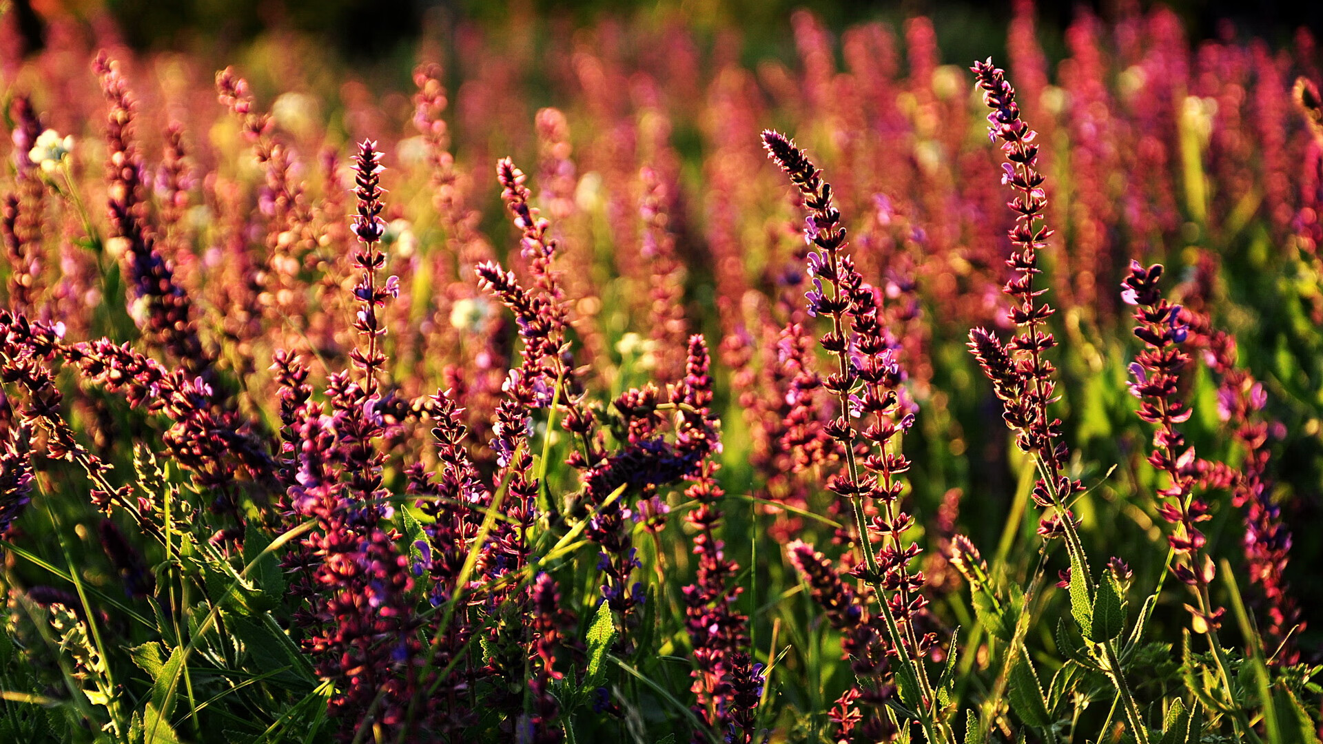 时空穿越!NBA总决赛惊现跨维度对决,雄鹿力克神秘吉林队