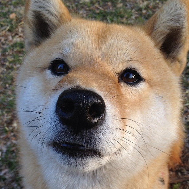 绝境中的孤胆英雄，赖斯一己之力导演卡塔尔惊天逆转