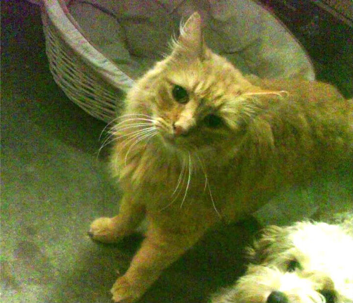 告别蜘蛛侠,米切尔盐湖城最后一舞,砍下41分撕裂绿军铁壁