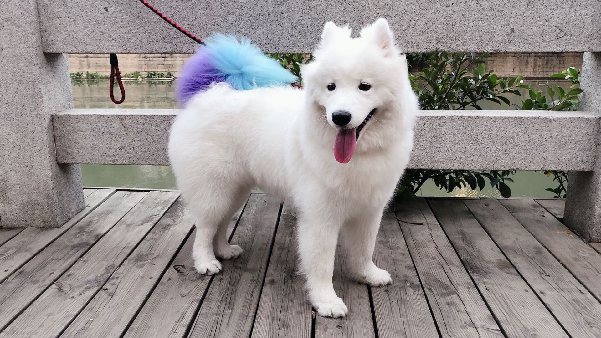 激流与磐石,皇家社会踏平尤文,阿拉巴展现巨星价值