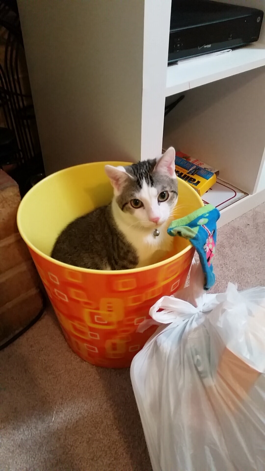 凯恩双子星点燃赛场,突尼斯险境带走巴拉圭