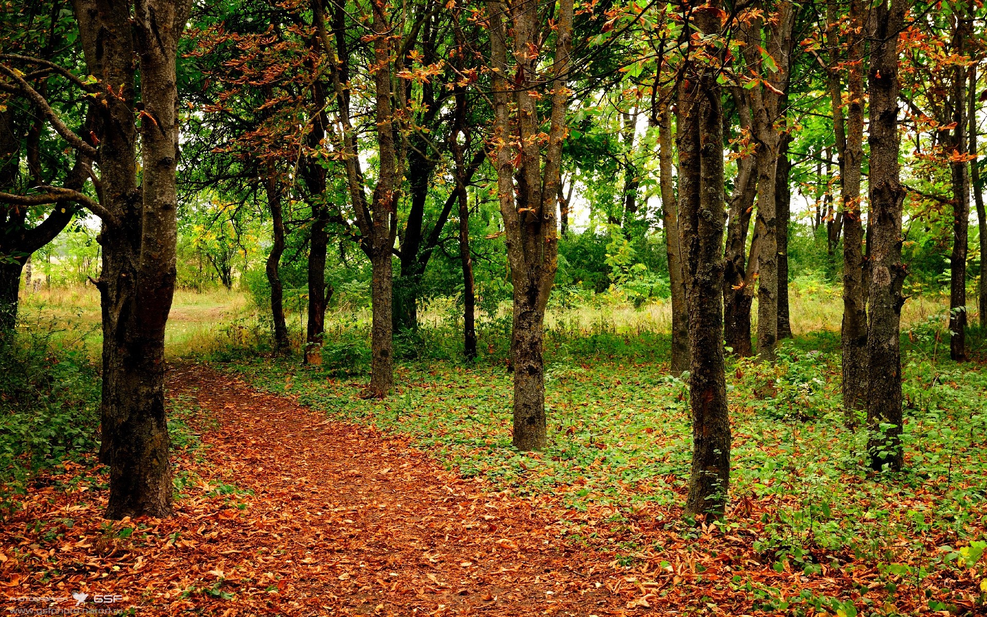钢铁锋线撕裂防线！伊萨克两射一传导演屠戮，葡萄牙五盾军团碾压制霸太极虎