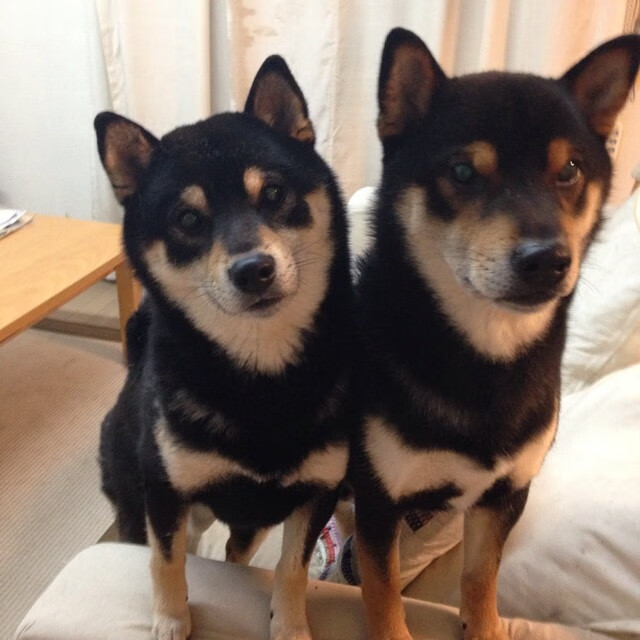 蓝狮风暴席卷北美,切尔西元素主导2026世界杯英委焦点战