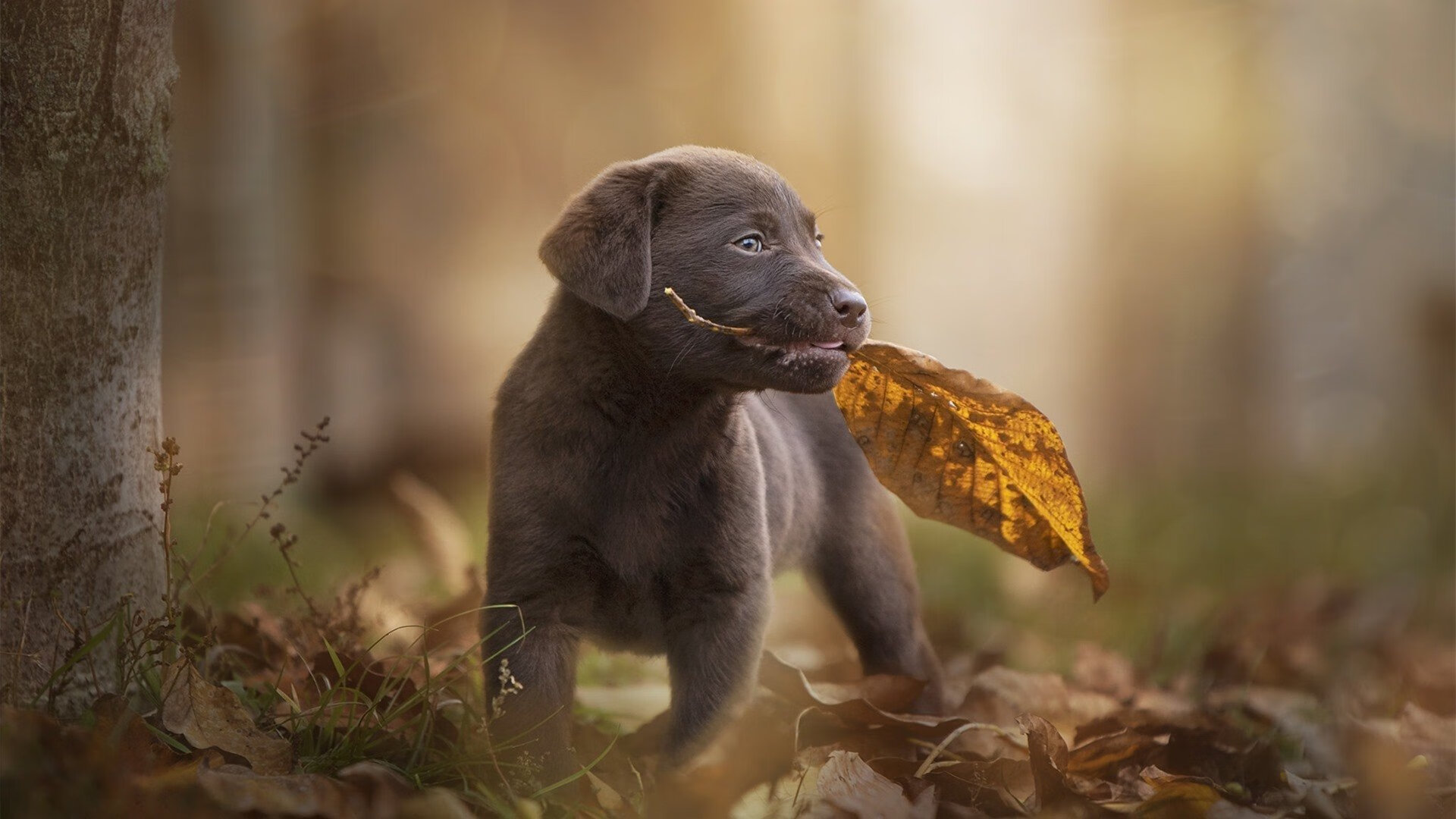 跨界传奇，弗拉霍维奇在NBA总决赛之夜的统治盛宴