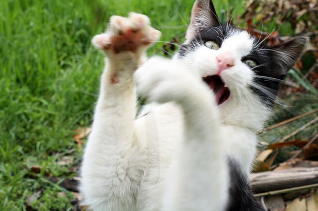 跨越太平洋的奇迹,新疆队压哨击败快船,字母哥完成救赎之战