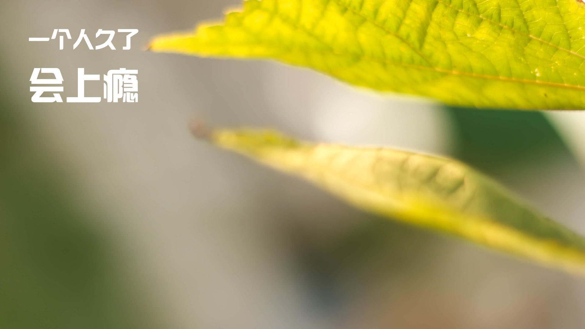 日本力量决胜德甲巅峰战，勒沃库森争冠梦碎