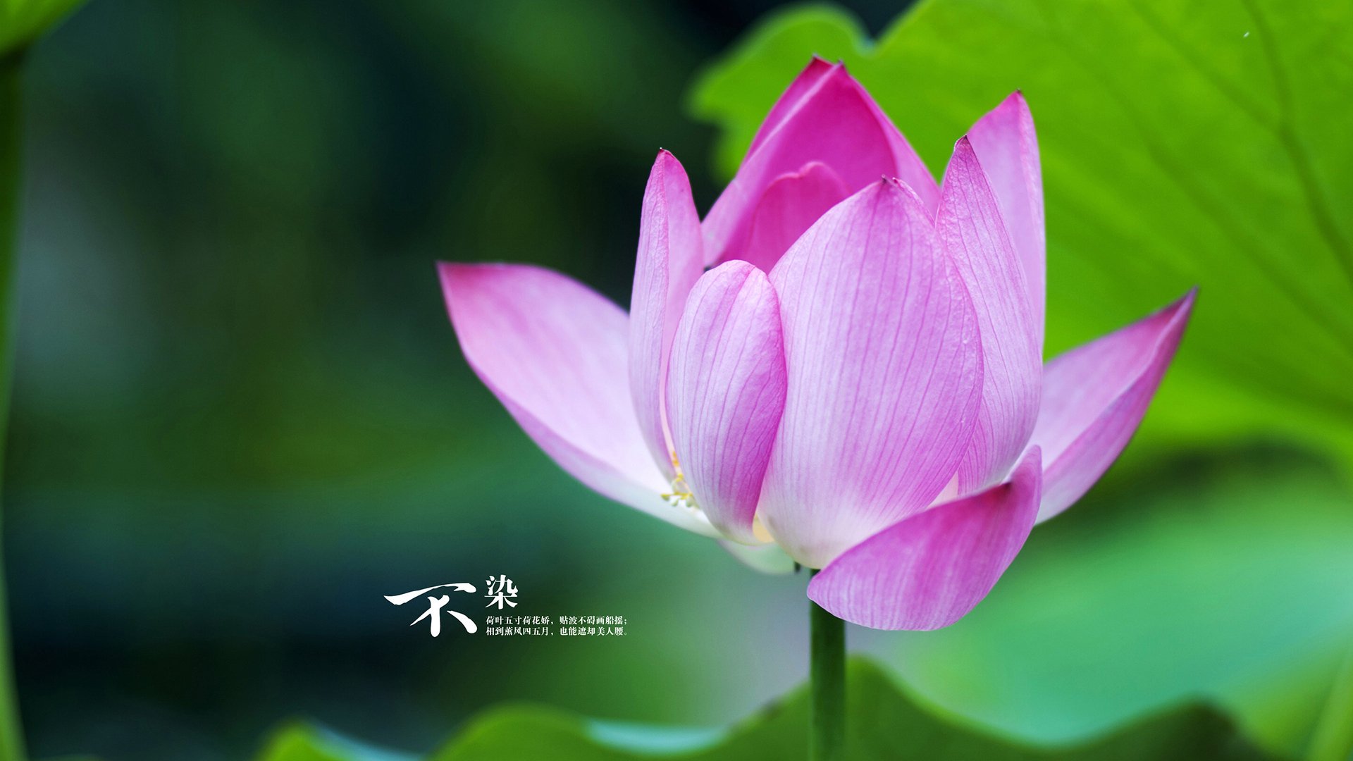 莫兰特撕裂防线，奇才一波流带走活塞