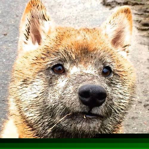 德里赫特爆发引领AC米兰压制突尼斯，友谊赛3-0完胜展露新赛季獠牙