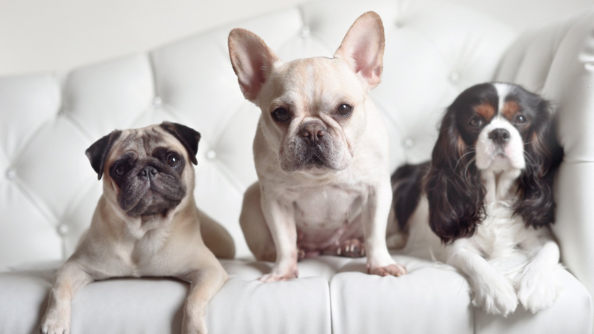 跨洋风暴,伦纳德单刀赴会,上海队堡垒稳如磐石