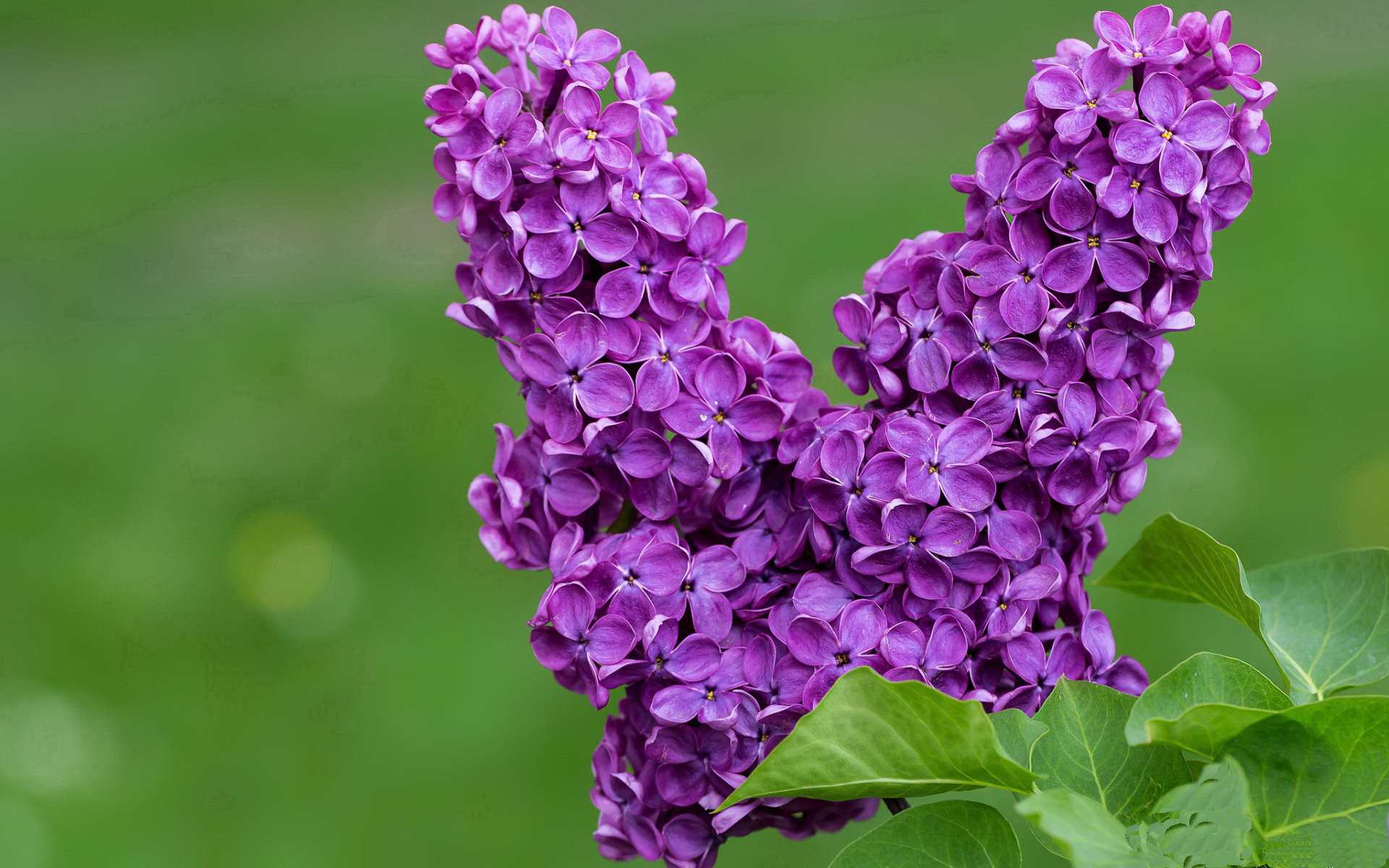 引擎咆哮与青春绽放，当完美表现照亮F1街道赛之夜