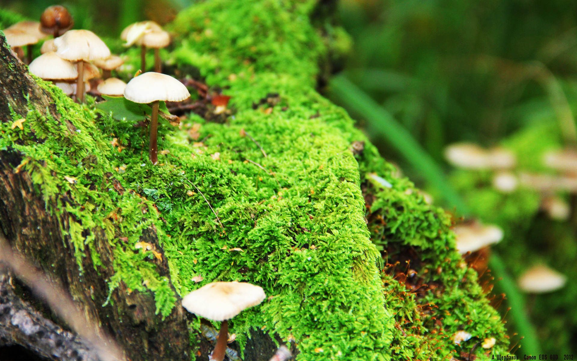 世俱杯2025-他选择成为一座监狱